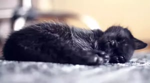 Dormir