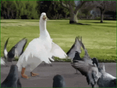 gif canard