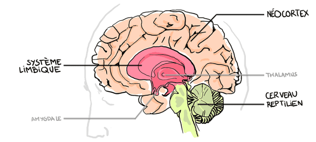 Cerveau
