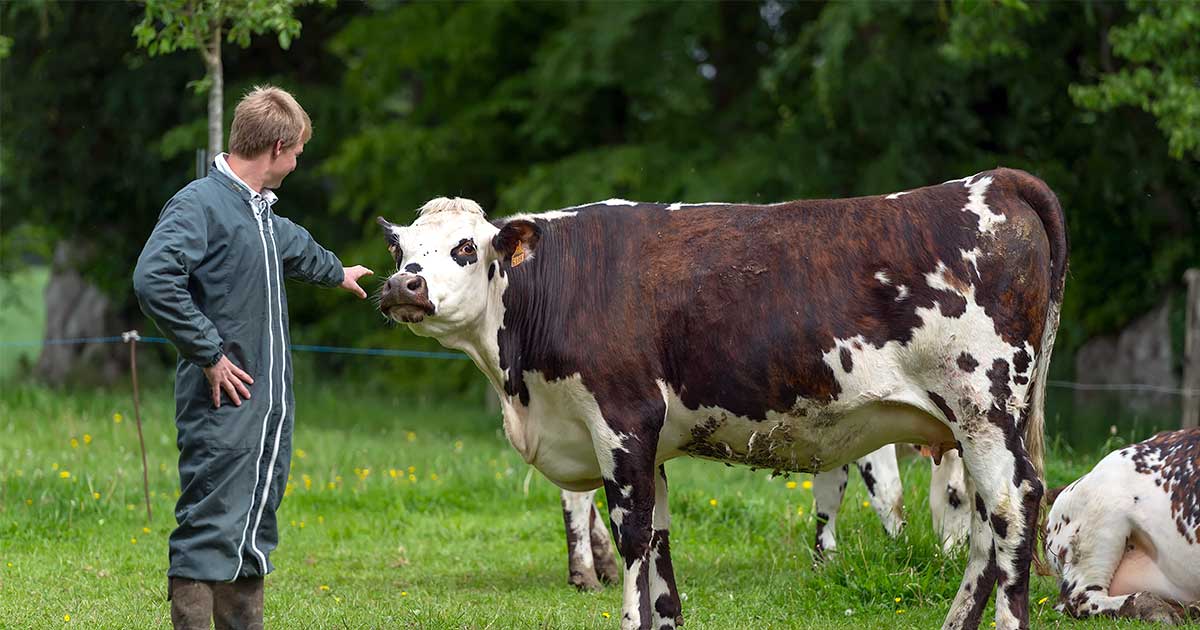 vache-normande-2